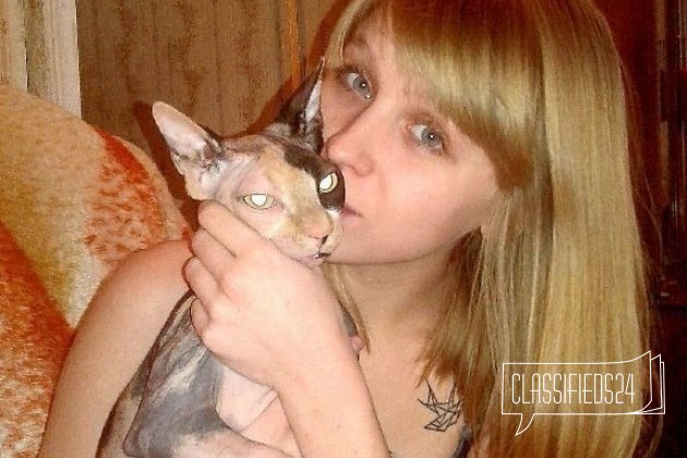 Вязка за котенка в городе Барнаул, фото 2, Алтайский край
