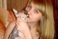 Вязка за котенка в городе Барнаул, фото 2, телефон продавца: +7 (983) 390-61-91
