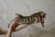 Бенгальские котики в городе Ярославль, фото 2, телефон продавца: +7 (964) 493-28-80