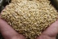 Овёс, пшеница, отруби, соль крс, Для кур несушек Г в городе Нижний Новгород, фото 1, Нижегородская область