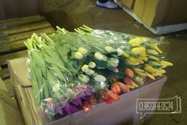 Тюльпаны на 8 Марта в городе Тайшет, фото 1, стоимость: 50 руб.