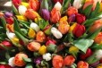 Тюльпаны оптом в городе Воронеж, фото 1, Воронежская область