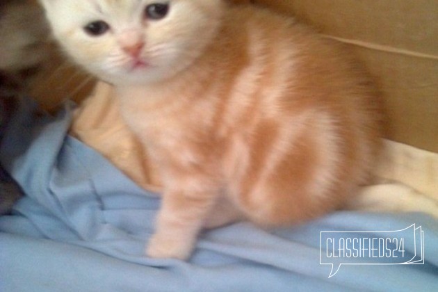 Британские котята в городе Красноярск, фото 5, телефон продавца: +7 (983) 166-42-34