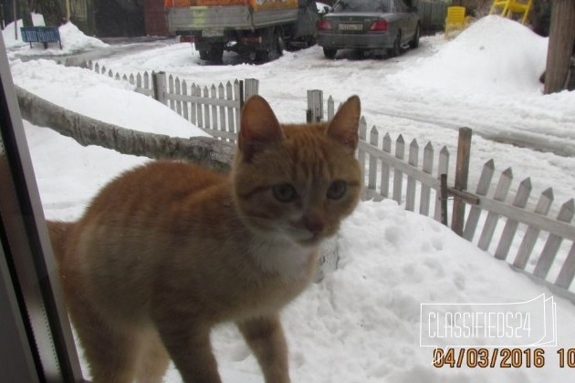 Отдам котеночка в городе Балашиха, фото 2, Московская область