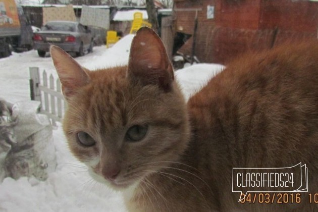Отдам котеночка в городе Балашиха, фото 3, телефон продавца: +7 (965) 384-48-55