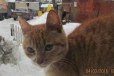 Отдам котеночка в городе Балашиха, фото 3, стоимость: 100 руб.
