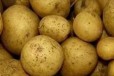 Продам картофель белый в городе Омск, фото 1, Омская область