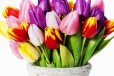 Тюльпаны из голландии К 8 марта в городе Калининград, фото 1, Калининградская область