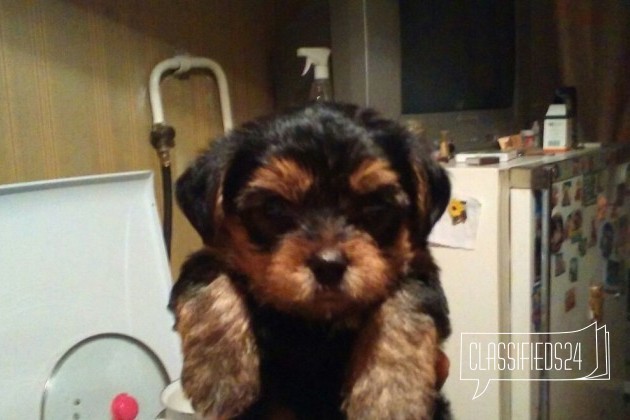 Продаю щенков йорков мальчики два месяца очень хор в городе Волгоград, фото 1, Йоркширский терьер