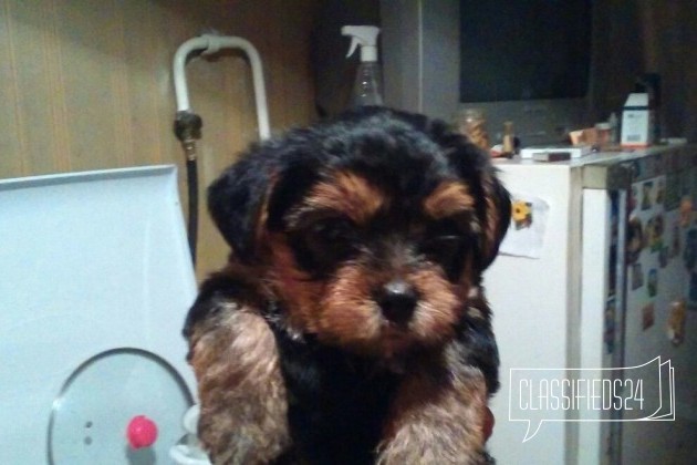 Продаю щенков йорков мальчики два месяца очень хор в городе Волгоград, фото 2, Волгоградская область