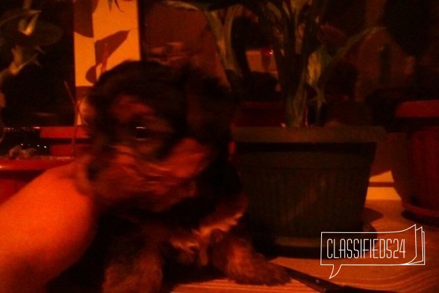 Продаю щенков йорков мальчики два месяца очень хор в городе Волгоград, фото 3, телефон продавца: +7 (968) 286-93-19