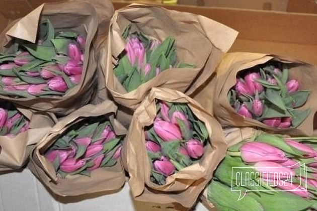 Тюльпаны. Мелкий опт в городе Иркутск, фото 1, Растения