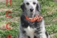 Парикмахер для собак в городе Ульяновск, фото 2, телефон продавца: +7 (951) 094-97-94