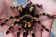 Brachypelma boehmei в городе Москва, фото 1, Московская область