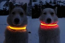 Светящийся ошейник для собак. в городе Кемерово, фото 2, телефон продавца: +7 (950) 590-64-10