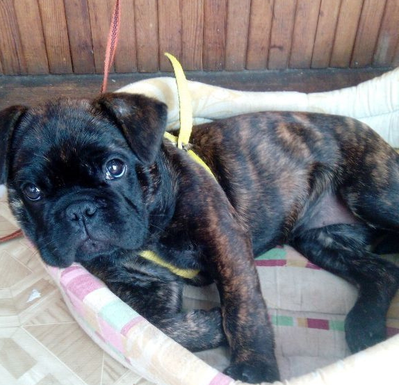 Продается щенок фр. бульдога, девочка в городе Волгоград, фото 1, Волгоградская область