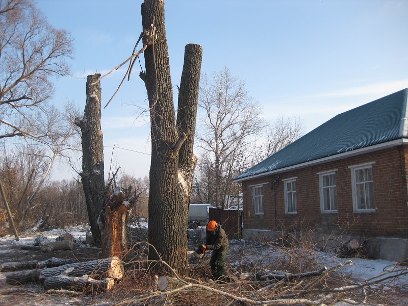 Спиливание деревьев в городе Воронеж, фото 1, Воронежская область