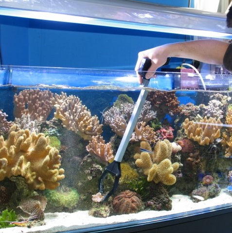 Обслуживание,чистка аквариумов в городе Краснодар, фото 2, телефон продавца: +7 (952) 852-51-69
