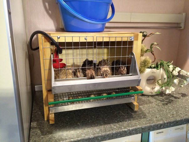 Комфортная клетка для разведения перепелок в городе Обнинск, фото 1, Калужская область