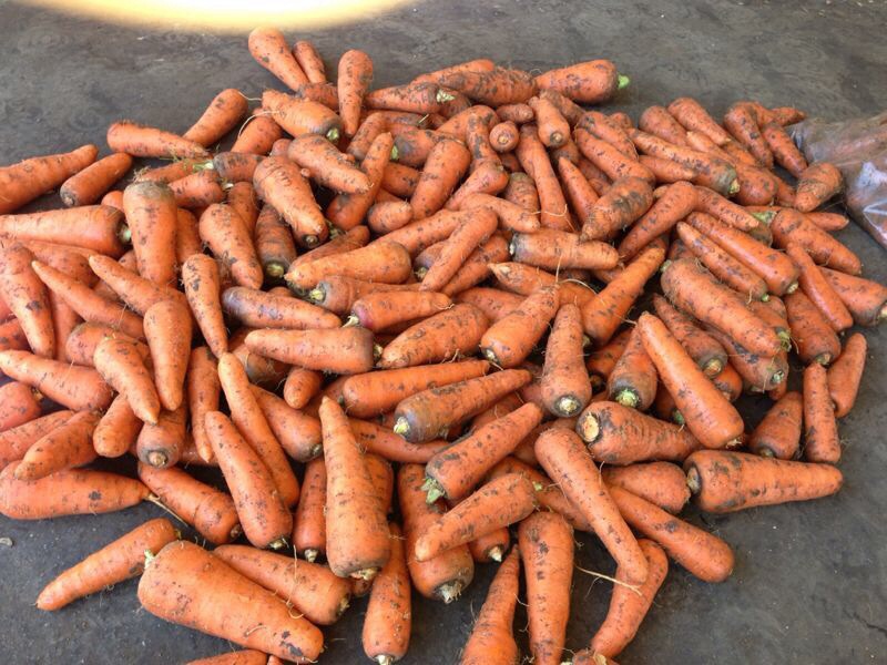 Морковь оптом от производителя в городе Волгоград, фото 1, Волгоградская область