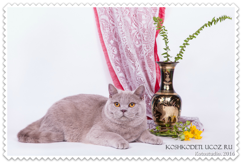 Отличная кошка класса BREED в городе Саратов, фото 1, телефон продавца: +7 (902) 046-42-55