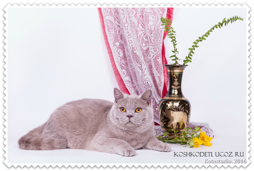 Отличная кошка класса BREED в городе Саратов, фото 1, Саратовская область