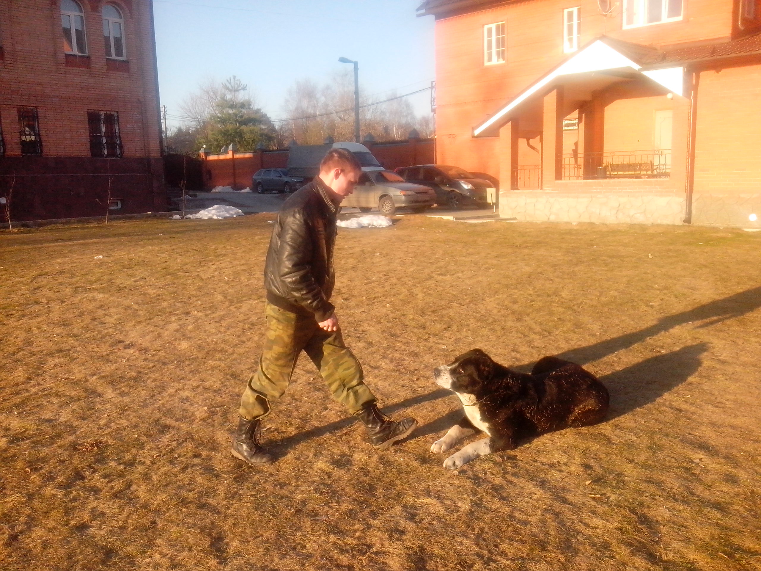 дрессировка собак в городе Владимир, фото 1, Владимирская область
