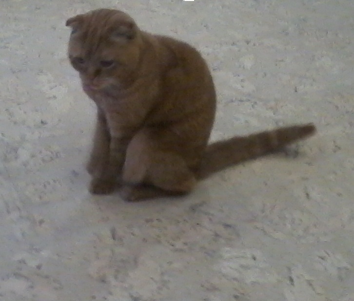Отдам кота в хорошие руки в городе Тюмень, фото 1, Тюменская область