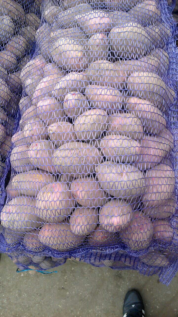 Картофель оптом от 5,5 рублей с доставкой в городе Новомосковск, фото 3, стоимость: 5 руб.