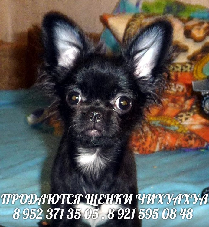 Питомник РКФ  Мари Мистик  чихуахуа щенки , вязки в городе Санкт-Петербург, фото 1, Ленинградская область