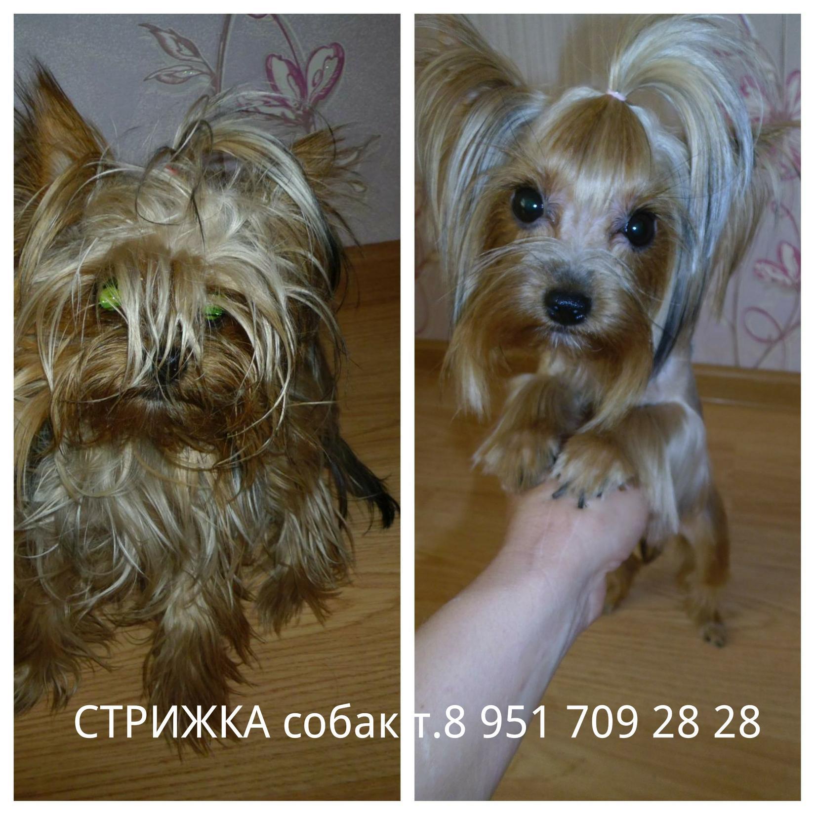 Стрижка собак и кошек в городе Смоленск, фото 1, стоимость: 600 руб.