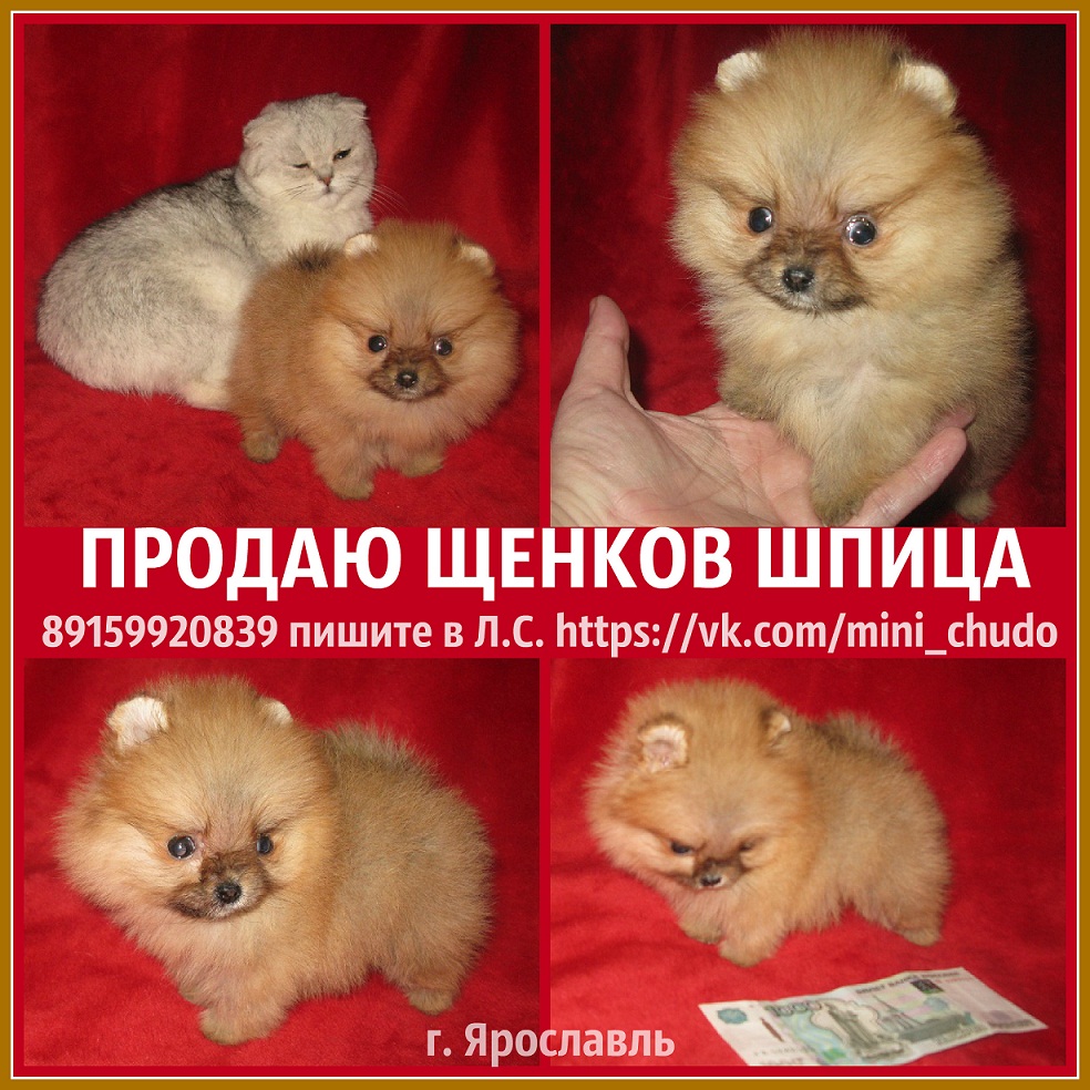 Миниатюрные щенки шпица тип МИШКА в городе Ярославль, фото 1, Ярославская область