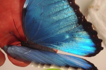 Продажа Живых тропических бабочек Голубых Морф в городе Краснодар, фото 4, Краснодарский край