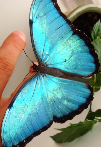 Продажа Живых тропических бабочек Голубых Морф в городе Краснодар, фото 1, Краснодарский край