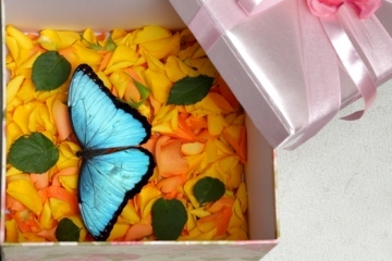 Продажа Живых тропических бабочек Голубых Морф в городе Краснодар, фото 3, стоимость: 990 руб.