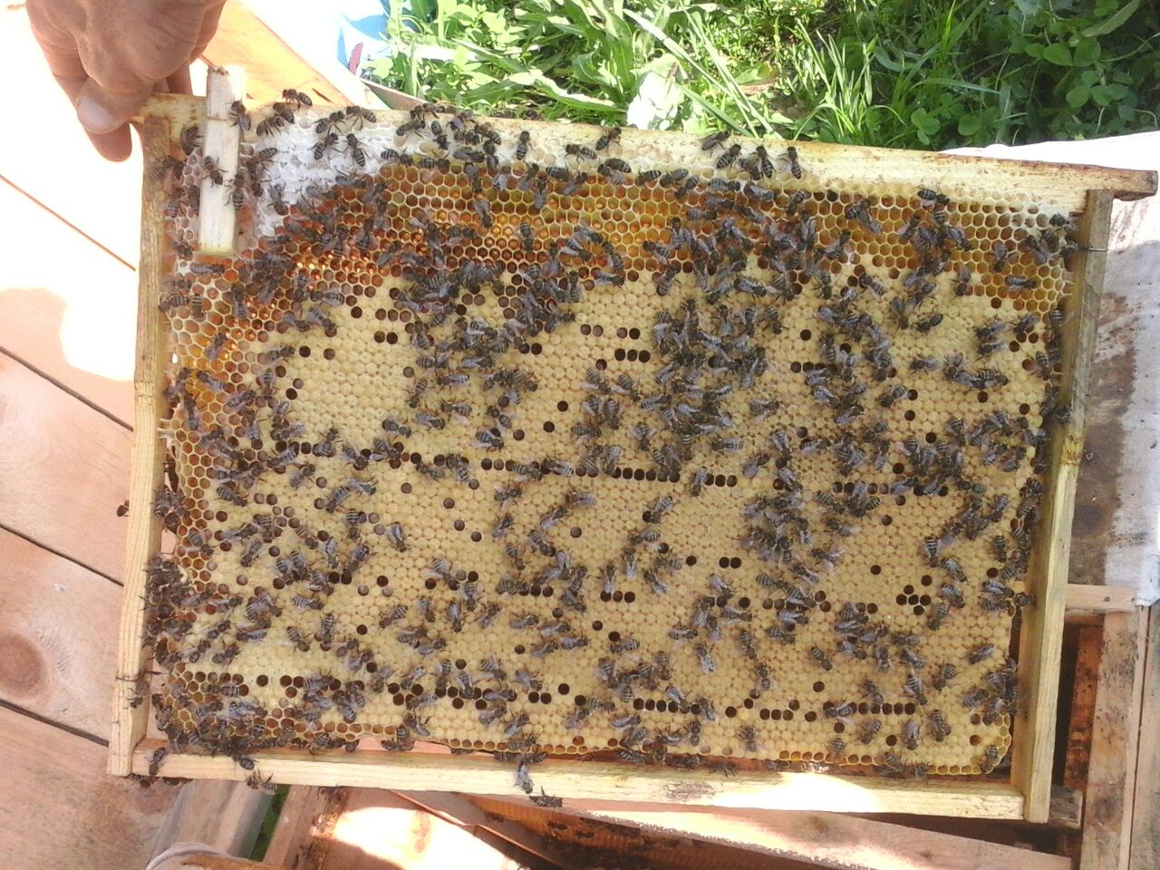 Купить пчелопакеты в краснодарском крае на авито