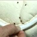 ЩЕЛКОВО СРЕДСТВО от клопов тараканов всех насекомых  1.5л гарантия в городе Щёлково, фото 3, стоимость: 777 руб.