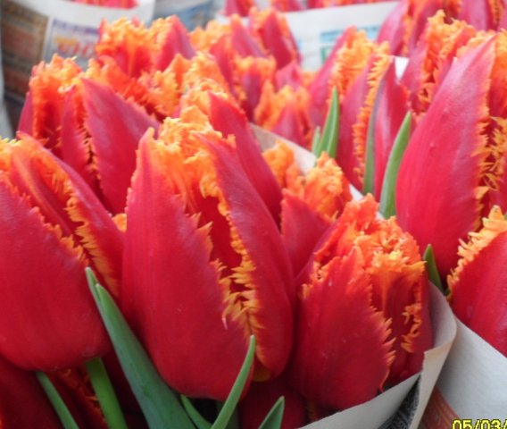 Тюльпаны к 8 марта в городе Белгород, фото 5, Растения