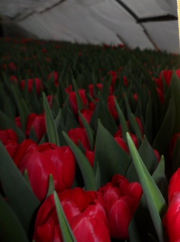 Тюльпаны к 8 марта в городе Белгород, фото 7, телефон продавца: +7 (951) 156-05-05