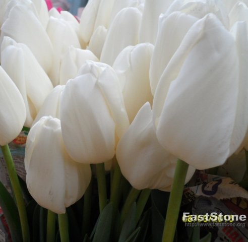 Тюльпаны к 8 марта в городе Белгород, фото 2, телефон продавца: +7 (951) 156-05-05