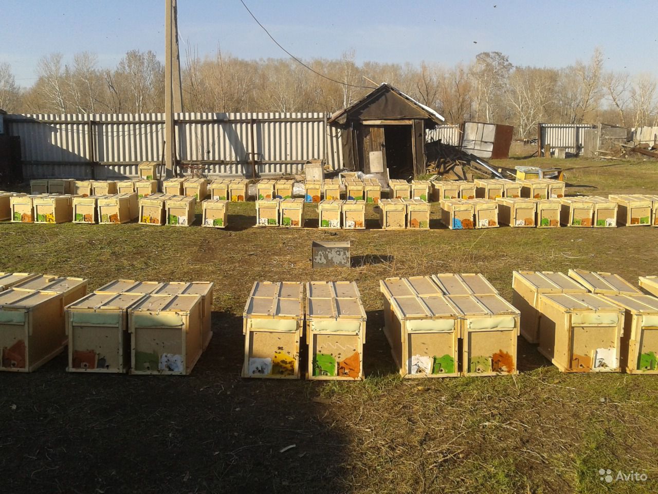 Пчелопакеты в Оренбурге на 2017 гд в городе Оренбург, фото 1, Оренбургская область