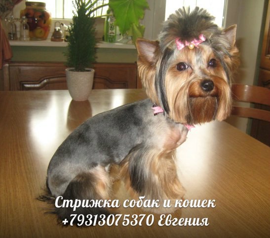 Услуги для животных, стрижка, тримминг собак и кошек, любые породы, стрижка без наркоза, выезд мастера на дом. в городе Санкт-Петербург, фото 3, телефон продавца: +7 (931) 307-53-70