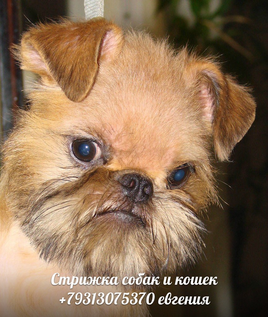 Услуги для животных, стрижка, тримминг собак и кошек, любые породы, стрижка без наркоза, выезд мастера на дом. в городе Санкт-Петербург, фото 7, стоимость: 2 000 руб.