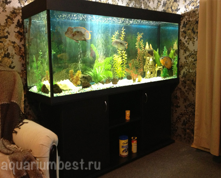 Запуск,обслуживание и продажа аквариумов в городе Калуга, фото 1, телефон продавца: +7 (930) 755-40-90