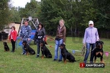 дрессировка собак в северном округе в городе Москва, фото 3, стоимость: 800 руб.