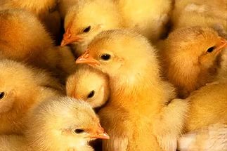 Цыплята хайс браун Бролер  Хаббард в городе Новосибирск, фото 1, телефон продавца: +7 (953) 861-30-17