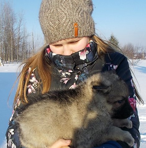 Щенки восточноевропейской овчарки  в городе Ульяновск, фото 7, Ульяновская область