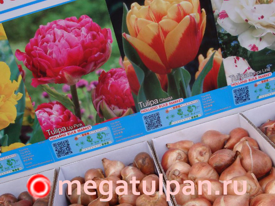 Тюльпаны оптом к 8 марта 2018 в городе Краснодар, фото 7, стоимость: 35 руб.