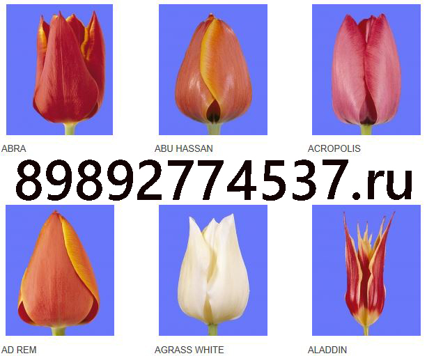 Тюльпаны оптом выгонка (срез) к концу Февраля в городе Армавир, фото 8, телефон продавца: +7 (989) 277-47-37