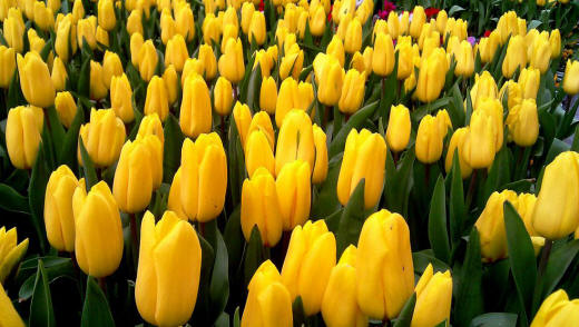 Тюльпаны оптом в городе Армавир, фото 1, телефон продавца: +7 (928) 292-74-65